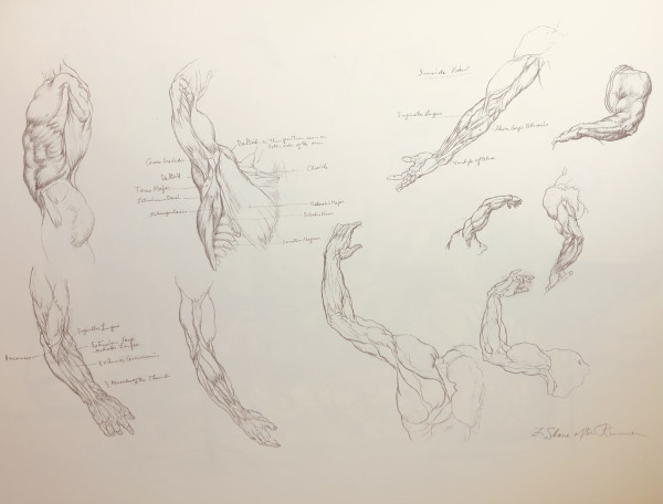 "Anatomical Studies after William Rimmer" by Fred Shane, Image 1.
