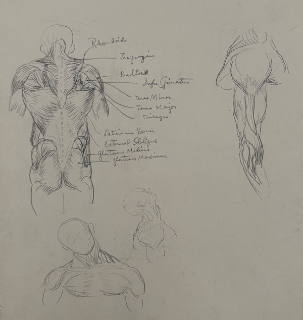 "Anatomical Study: View of Torso from Behind and Two Other Small Figure Sketches" named by CLL by Fred Shane, Image 1.