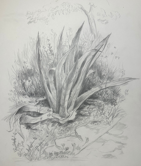 "Yucca or Century Plant at Villa Malvan, Vence, Southern France" sketch - actually an agave plant by Fred Shane, Image 1.