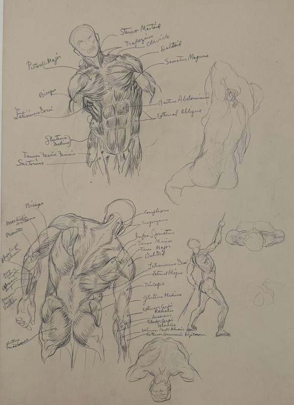 "Anatomical Study: Torso Bending Right, View from Front and Back, and Four Other Small Figure Sketches" named by CLL by Fred Shane, Image 1.
