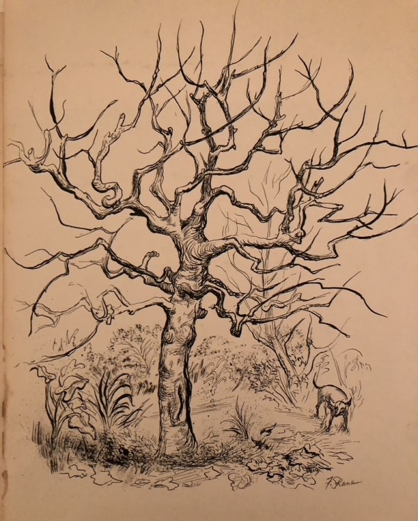Fig Tree by Fred Shane, Image 1.