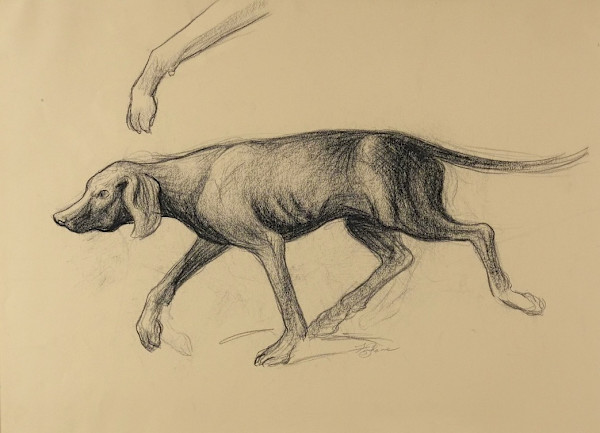 "Hunting Dog/Coon Dog" named by CLL by Fred Shane, Image 1.