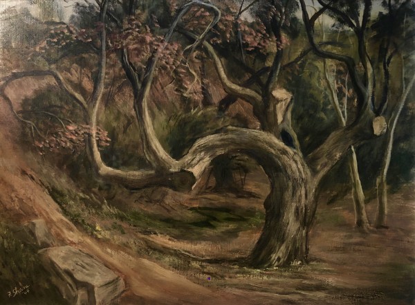 "Old Cut Tree" named by CLL by Fred Shane, Image 1.