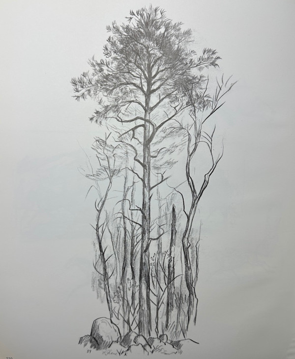 "Argilla Road" pencil sketch by Fred Shane, Image 1.