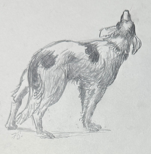 "Shaggy, Spotted Dog" named by CLL by Fred Shane, Image 3.