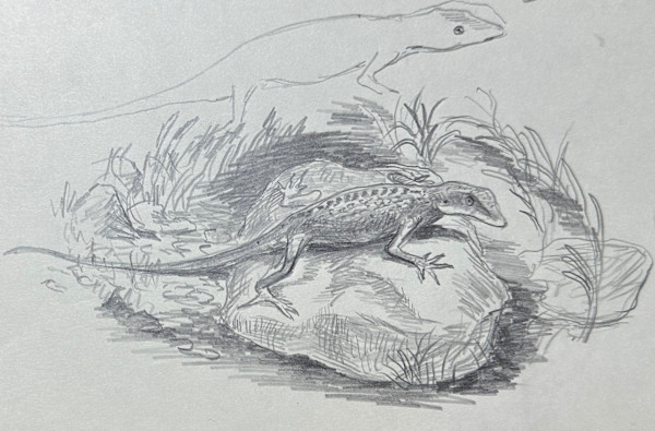 "My Anole Lizard" sketch for painting by Fred Shane, Image 2.
