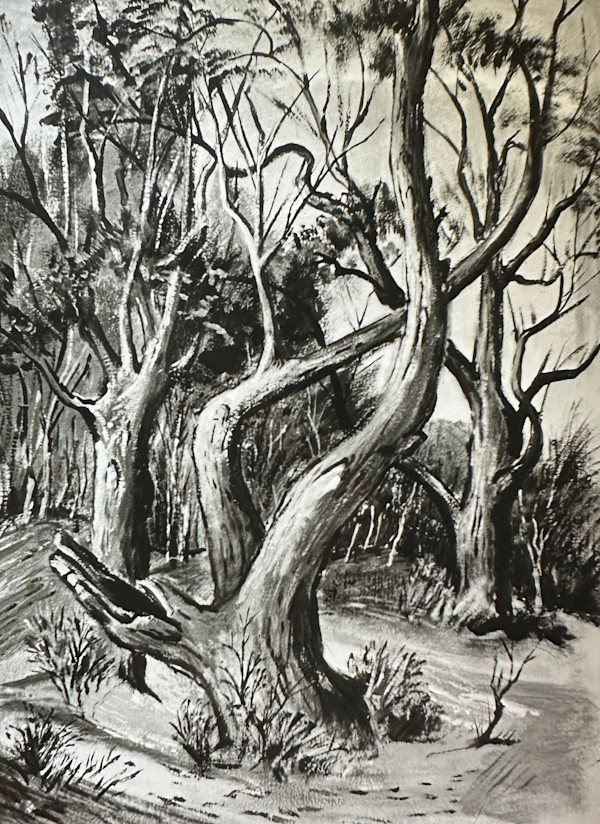 "Trees" aka "Old Dead Tree in a Grove" named by CLL by Fred Shane, Image 1.