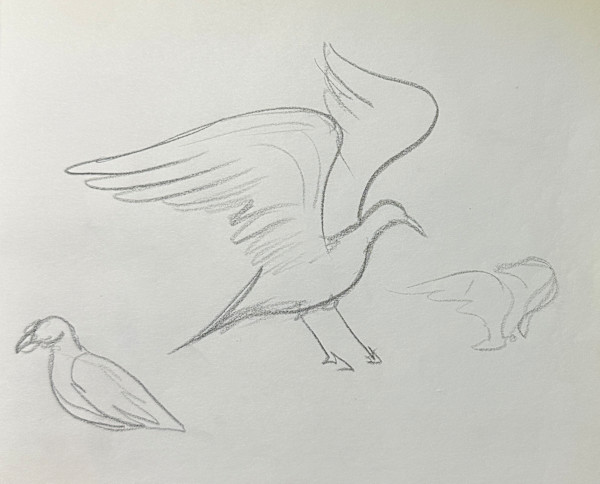"Seagulls, Fifth Sketch" named by CLL by Fred Shane, Image 1.