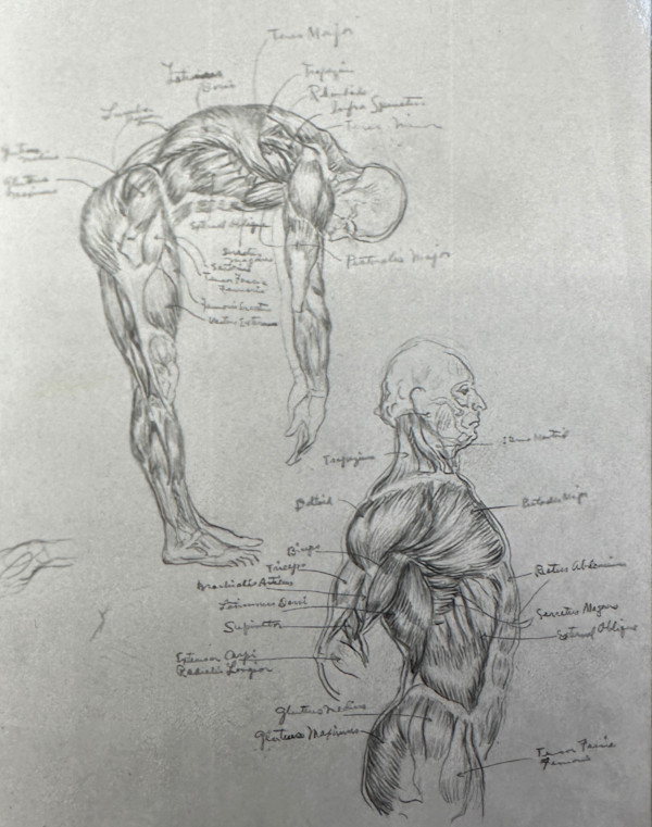 "Anatomical Study: Arched Back - Forward and Backward" named by CLL by Fred Shane, Image 1.