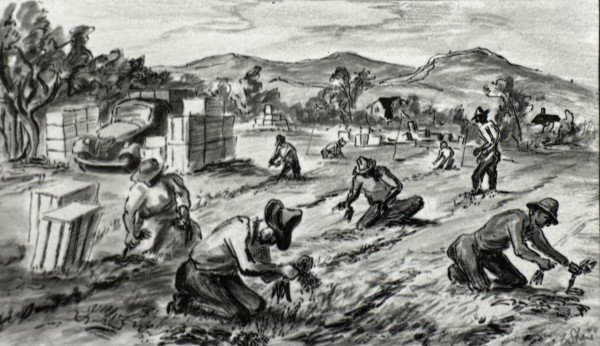 "Carrot Pickers" by Fred Shane