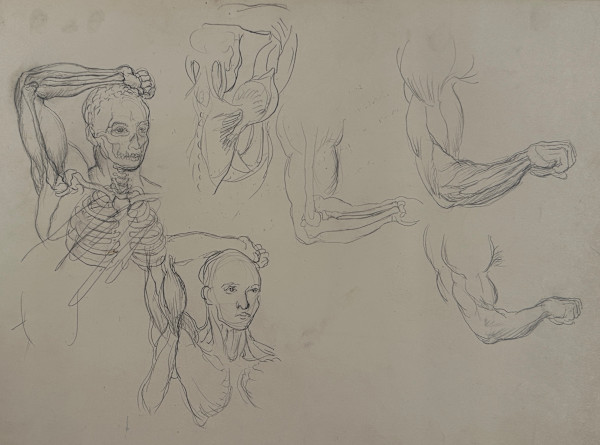 "Anatomical Study: Head, Arms, and Rib Bones" named by CLL by Fred Shane, Image 1.