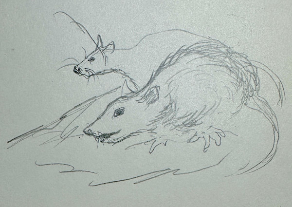 "Study of a Rat" named by CLL by Fred Shane, Image 2.