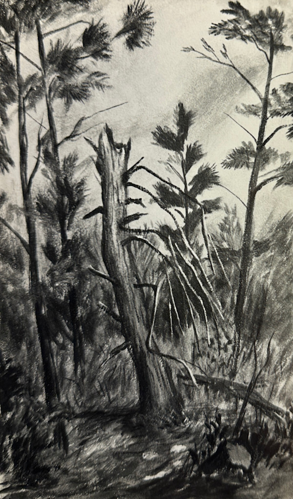 "Dead Tree in the Woods" named by CLL by Fred Shane, Image 1.