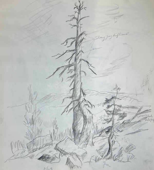 "Old Dead Tree in Bear Valley" named by CLL by Fred Shane, Image 1.