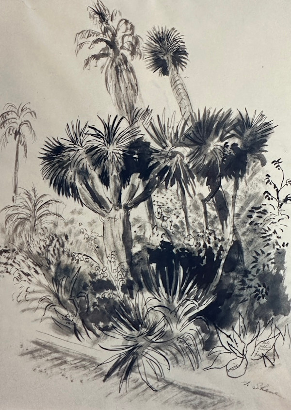 "Palm and Yucca Trees" named by CLL by Fred Shane, Image 1.
