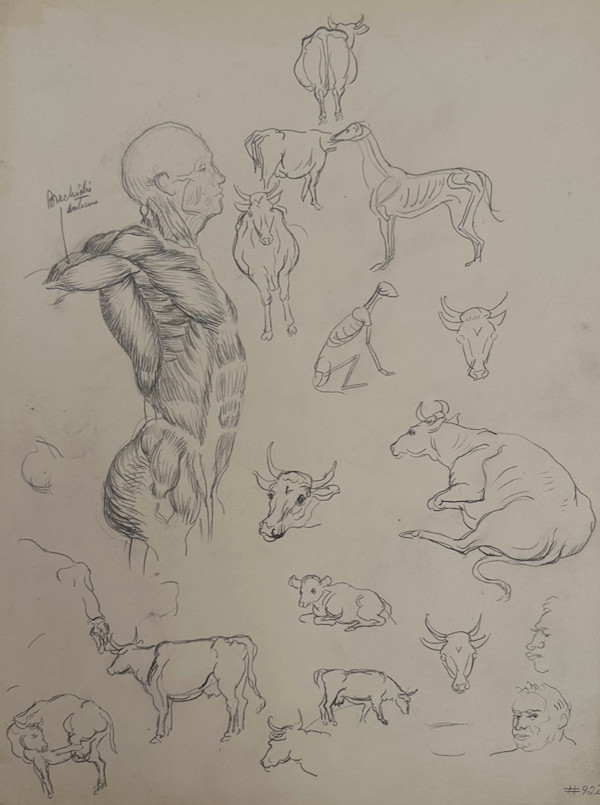 "Anatomical Study: View of Torso from the Side, and Sketches of Cows" named by CLL by Fred Shane, Image 1.