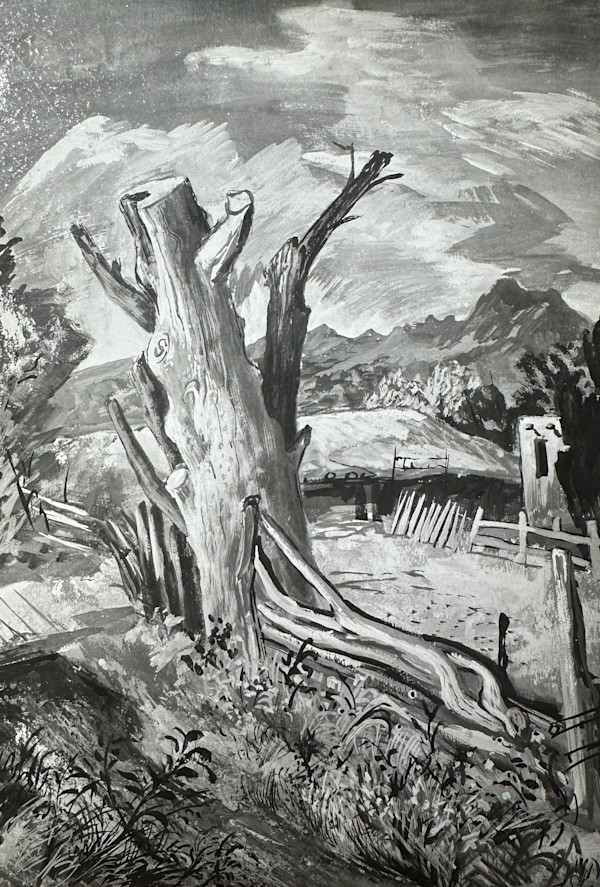 "Old Tree in Taos New Mexico" by Fred Shane, Image 1.