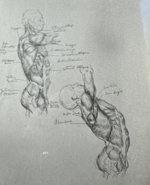 "Anatomical Study: Upright Torso and Back Bend" named by CLL by Fred Shane, Image 1.