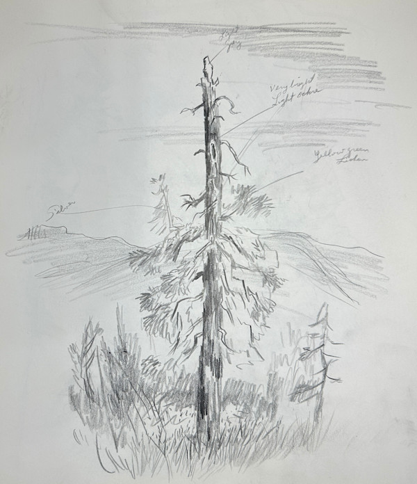 "Old Pine" named by CLL by Fred Shane, Image 1.