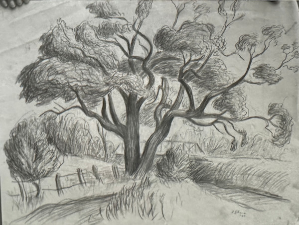 "Shade Tree with a Fence" named by CLL by Fred Shane, Image 1.