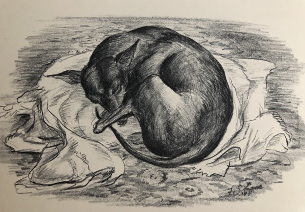 "Fitzi the First" named by CLL by Claudia Lohnes, Image 1.