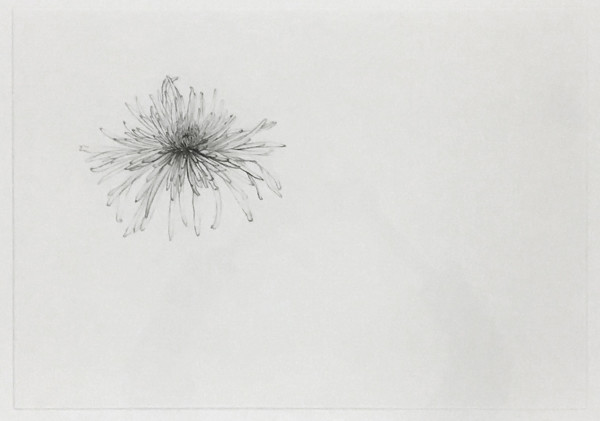 Chrysanthemum by Katie Corbett