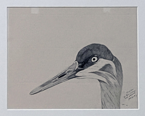 Sandhill Crane (Grus Canadensis) by William R. Stott Jr.