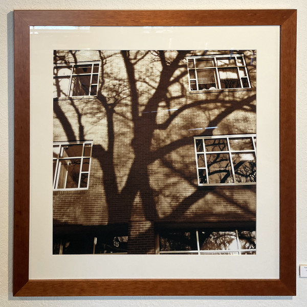 Tree Shadows on Todd Wehr by David Graham