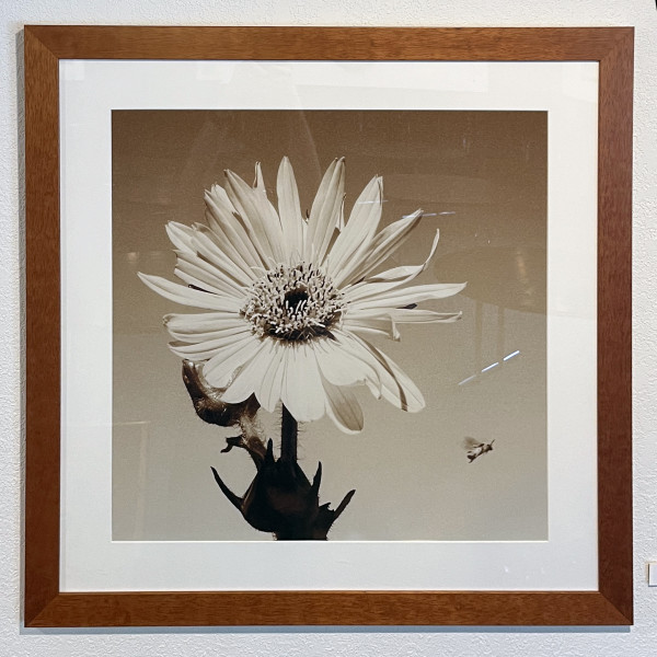 Compass Flower (Silphium Laciniatum) by George "Skip" Wittler