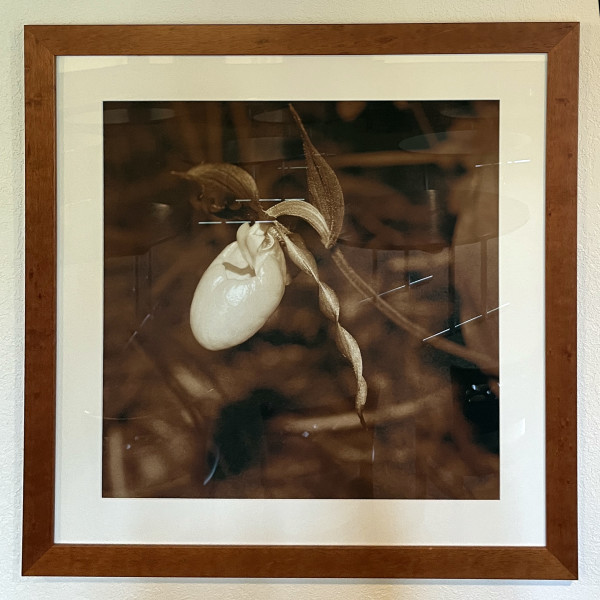 Lady Slipper (Cypripedium pubescens) by George "Skip" Wittler