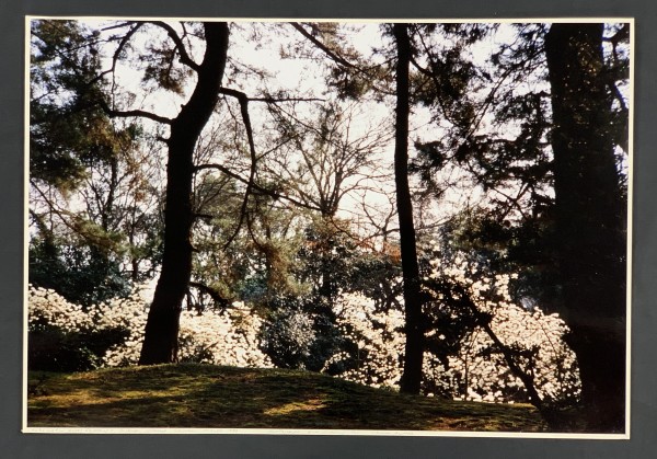 Takamatsu Royal Gardens (trees) by Eva Choung-Fux