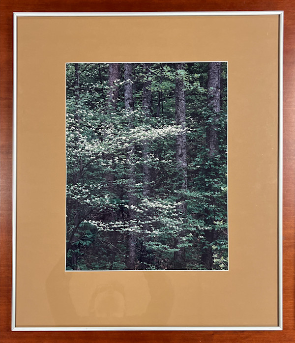 Blooming Dogwood by Robert L. Clemens