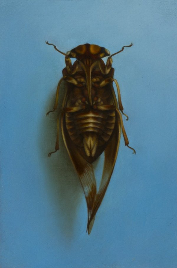 Untitled (Cicada on Blue) by Zane York