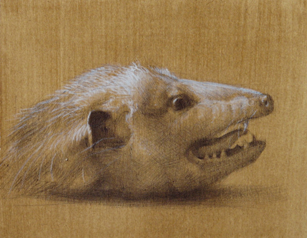 Untitled (Opossum) by Zane York
