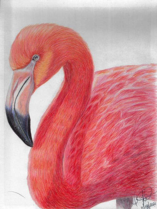 Flamingo (100) by Irena Kelso