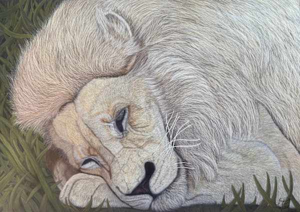 And The Lion Sleeps Tonight by Creations Fine Art by Irena, Image 26.