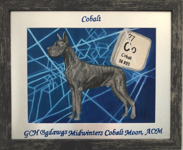 “Cobalt” GCH BgDawgs Midwinters Cobalt Moon, AOM by Irena Kelso