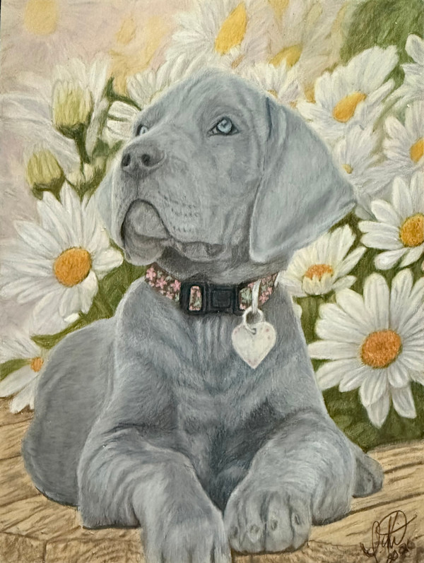 Ms Daisy Brown by Creations Fine Art by Irena, Image 10.
