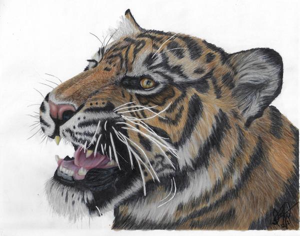 Tiger's Roar (106) by Irena Kelso
