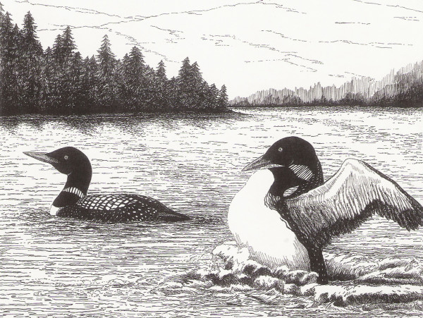 Loons on a Lake by Elizabeth Stathis 