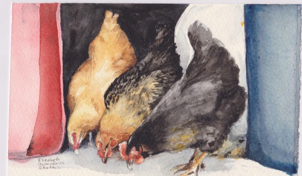"Chickens Three" by Elizabeth Stathis 
