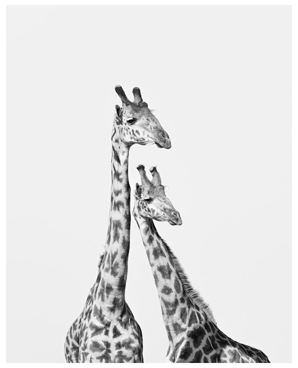 Twinning by Abdulhussain Ezzi