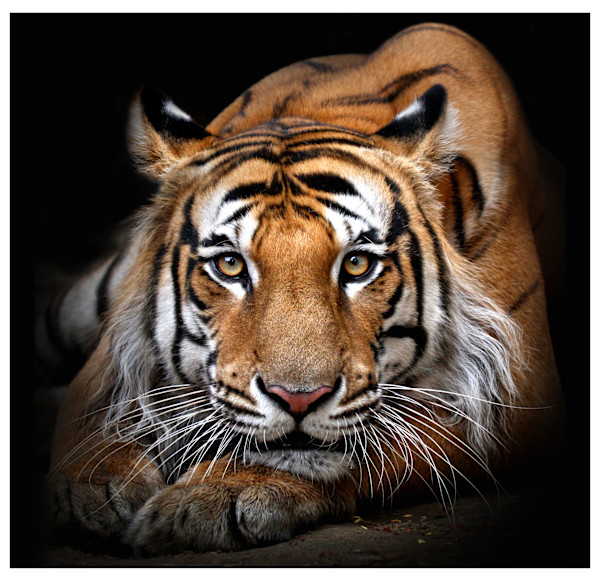 His Majesty by Abdul Kader Kagalwala
