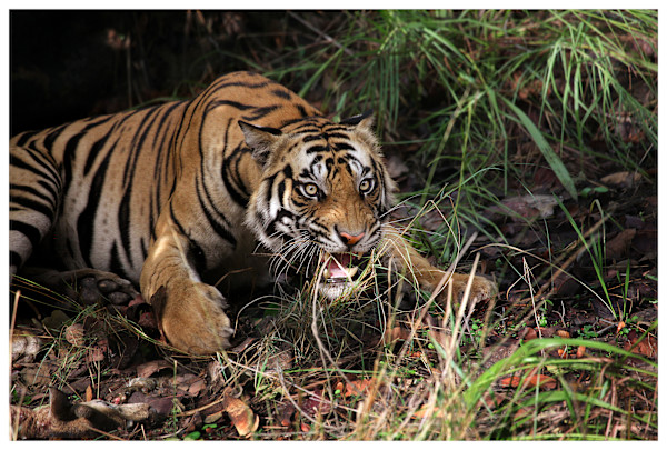 Tiger Charge by Abdul Kader Kagalwala