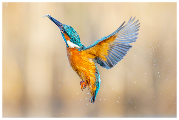 Wings of Precision by Aliasghar Gulamali
