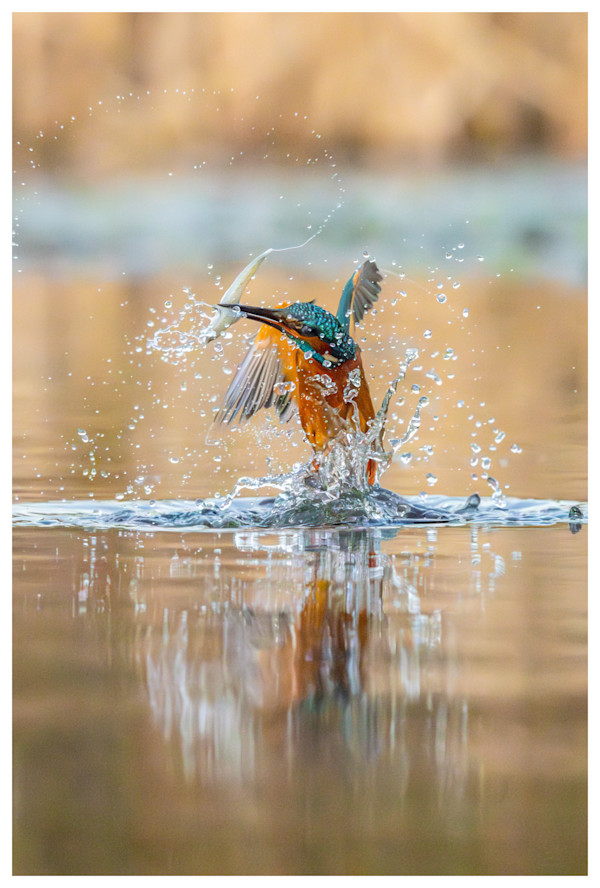 A Blue Flash With a Splash by Aliasghar Gulamali