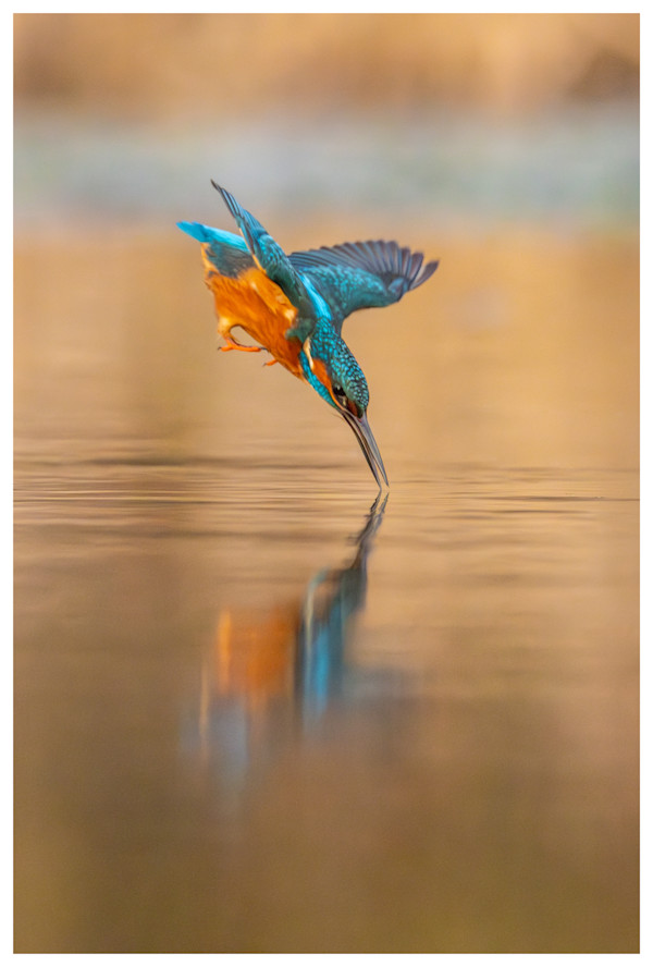 Flash of Blue by Aliasghar Gulamali