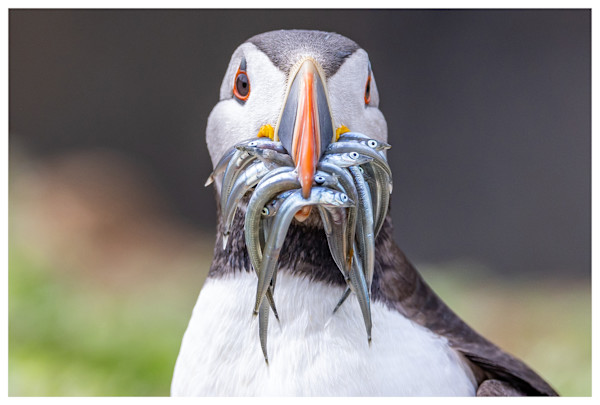 Something Smells Fishy by Aliasghar Gulamali