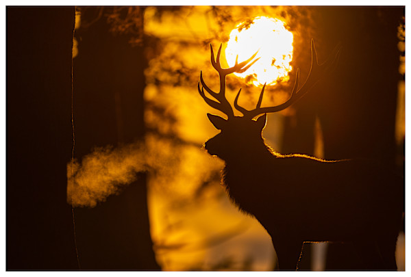 Rising Stag by Aliasghar Gulamali