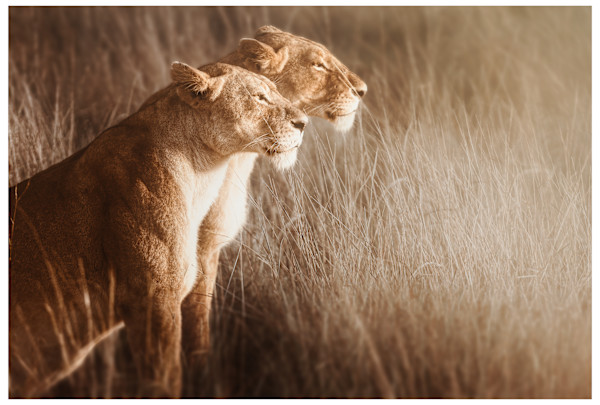 The Stare by Huzeifa Hakimi